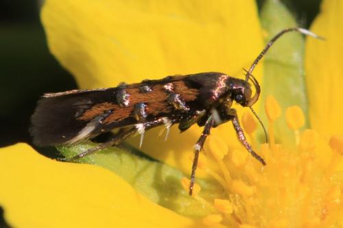 Pancalia leuwenhoekella